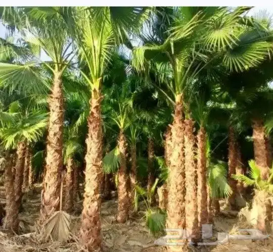 لدينا جميع انواع النخيل واشنطني والعربي وقسم خاص بالشبوك 4