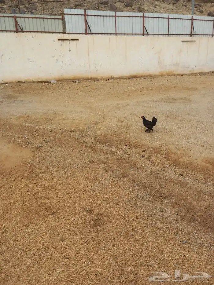 دجاج للبيع. 13