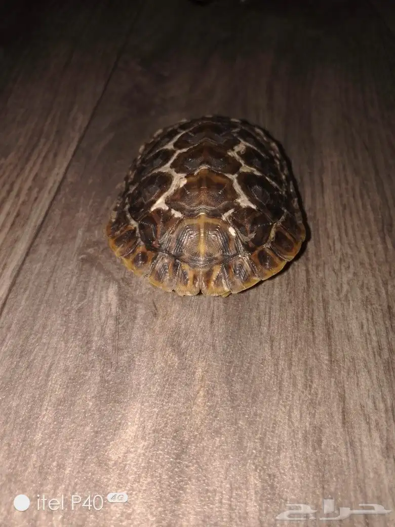 سلاحف 2