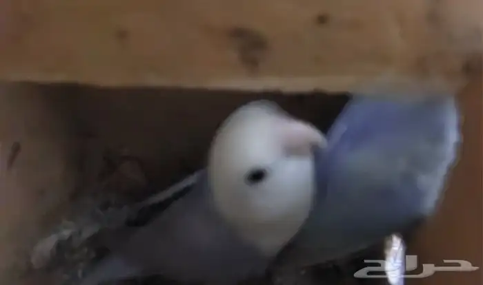 للبيع طيور روز لون ابيض وازرق تم البيع 1