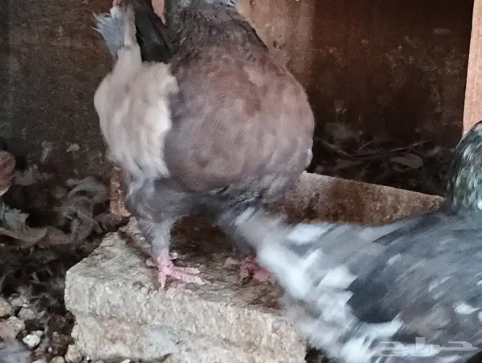 مودينا كنوق 11