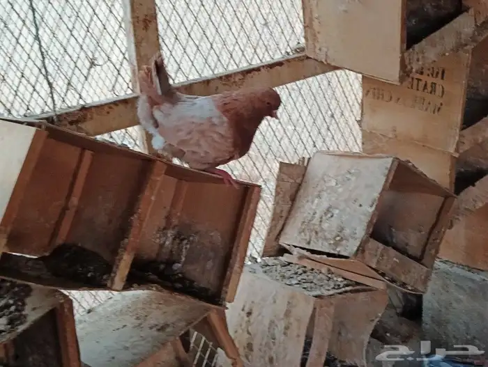 مودينا كنوق 31