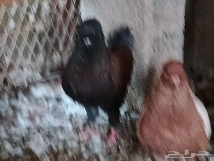 مودينا كنوق 9