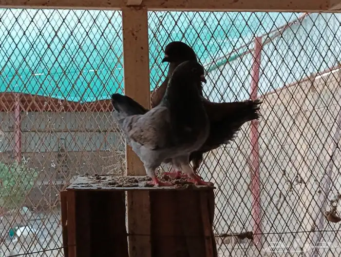 مودينا كنوق 32