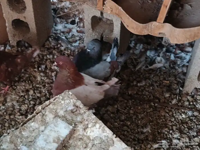 مودينا كنوق 34