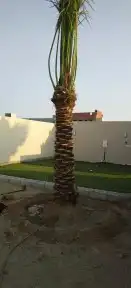 نخل للبيع جده مكه 4