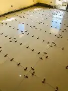 مبلط صبيا بيش الدرب 0