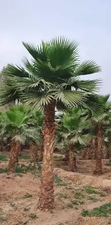 نخل واشنطني زينه للبيع 36