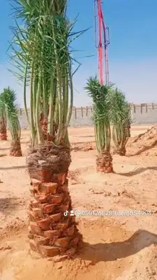 نخيل المملكه 1