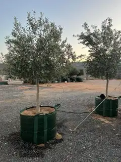 نخيل وزيتون 4