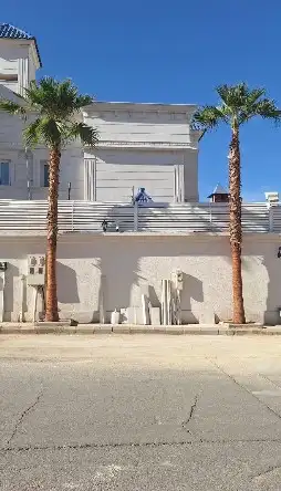 نخل واشنطني زينه للبيع 33