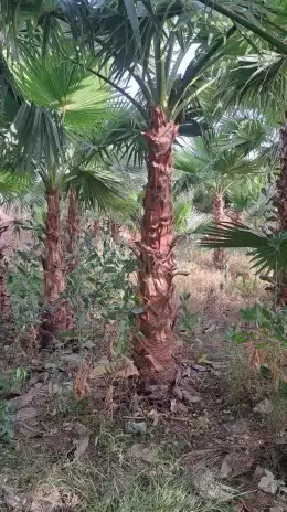 نخل واشنطني زينه للبيع 31