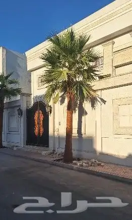 نخل واشنطني زينه للبيع 34