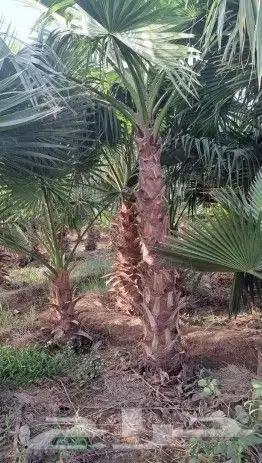 نخل واشنطني زينه للبيع 30