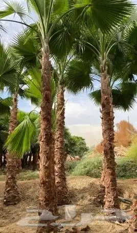 نخل واشنطني زينه للبيع 38