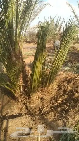 نخل للبيع جده مكه 5