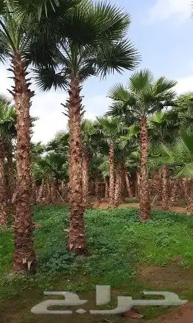 نخل واشنطني زينه للبيع 3