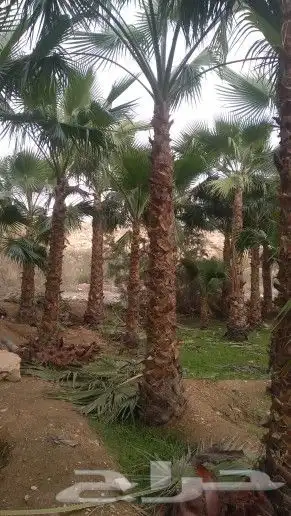 نخيل وزيتون 2