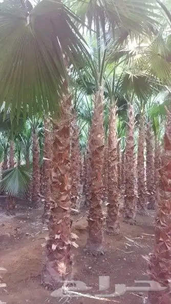 نخل واشنطني زينه للبيع 5