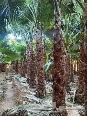 نخل واشنطني زينه للبيع 26