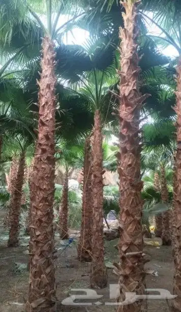 نخل واشنطني زينه للبيع 35
