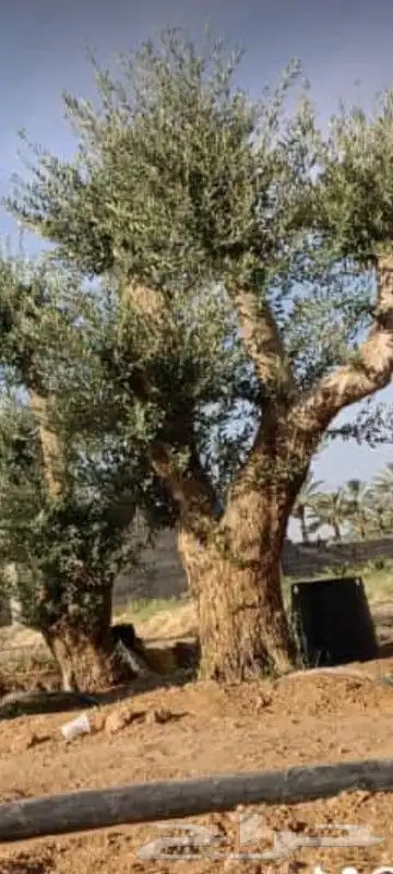 نخيل وزيتون 5