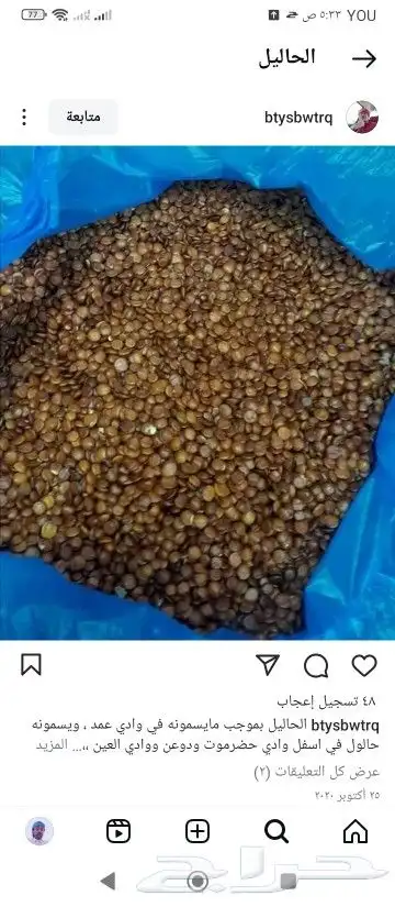 بذرة السدر الحاليل النبق وفوائدها الدوم 7