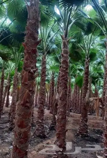 نخل واشنطني زينه للبيع 37