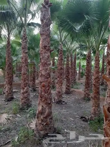 نخيل وزيتون 3