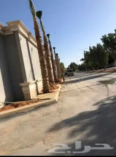 نخيل المملكه 7