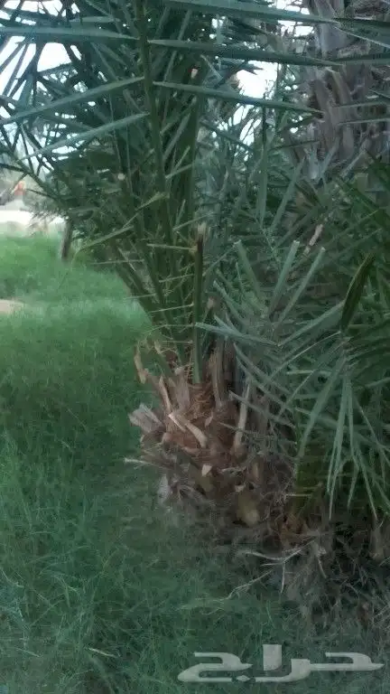 نخل بنات نخل. غرس. ...خلاص مقفزي سري وغيره.. الخرمه ... م 0