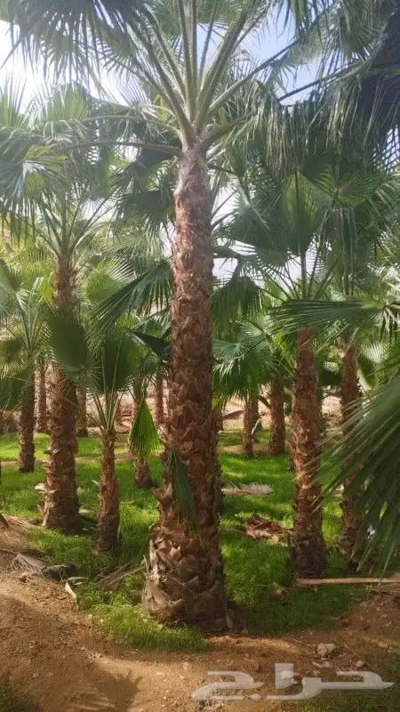 نخيل وزيتون 0