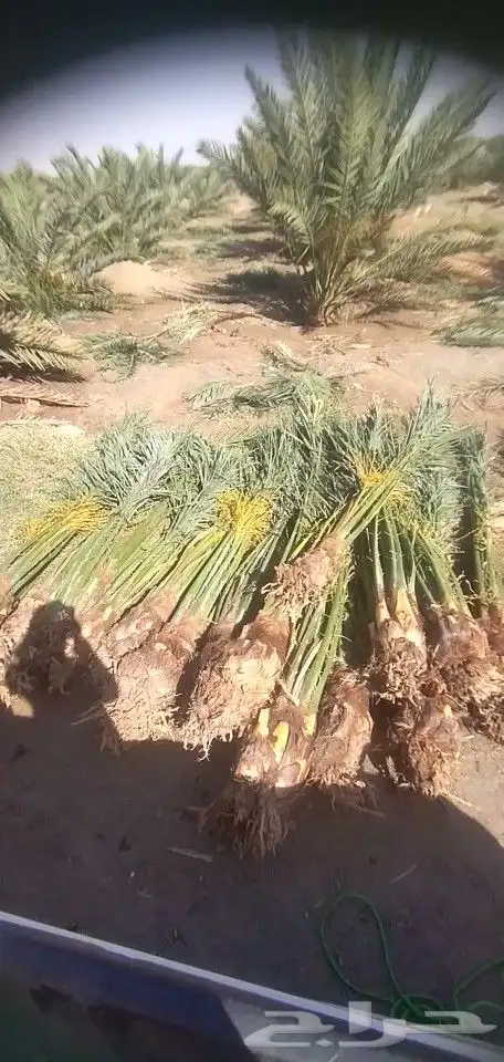 نخل للبيع جده مكه 2