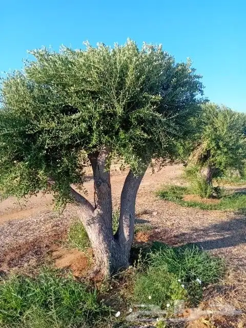 نخيل وزيتون 8