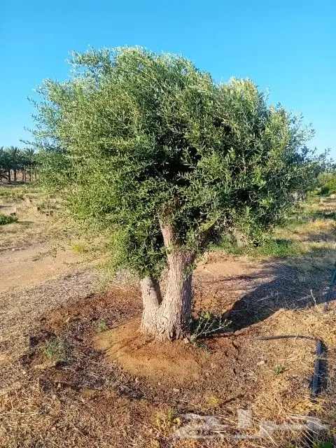 نخيل وزيتون 7