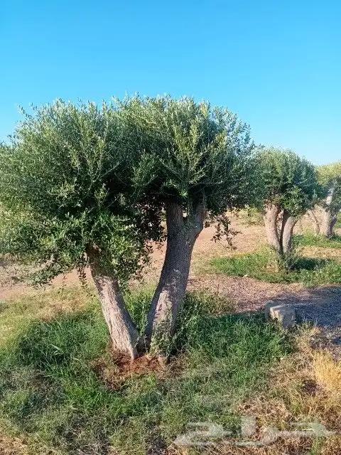 نخيل وزيتون 6