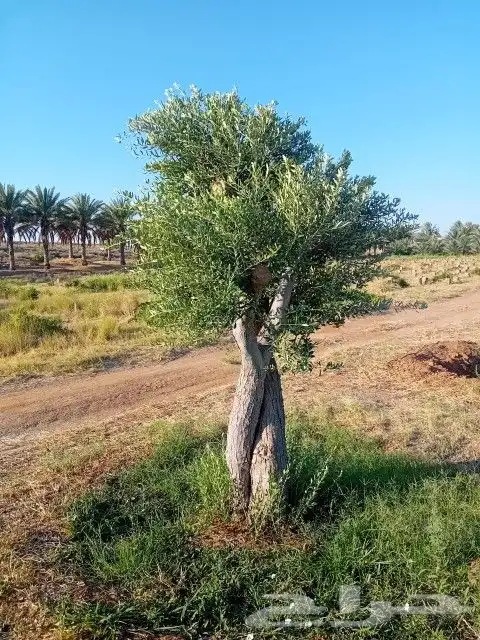 نخيل وزيتون 9
