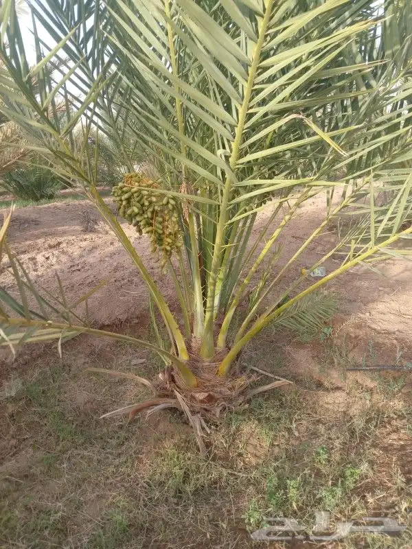 نخل مثمر للبيع 6