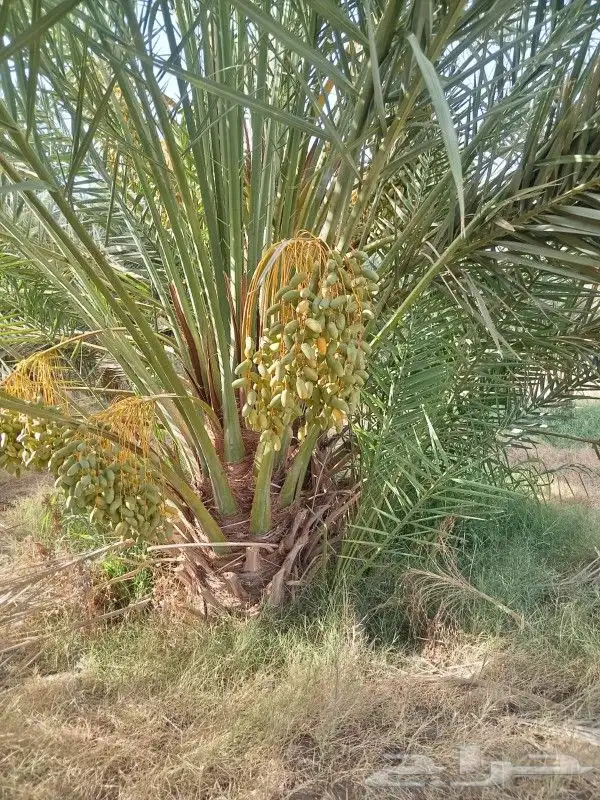 نخل مثمر للبيع 5