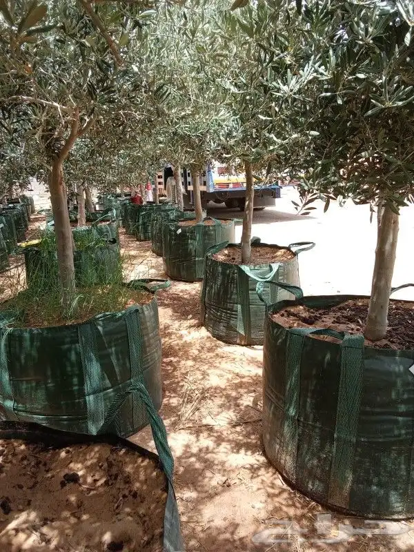 نخيل وزيتون 1
