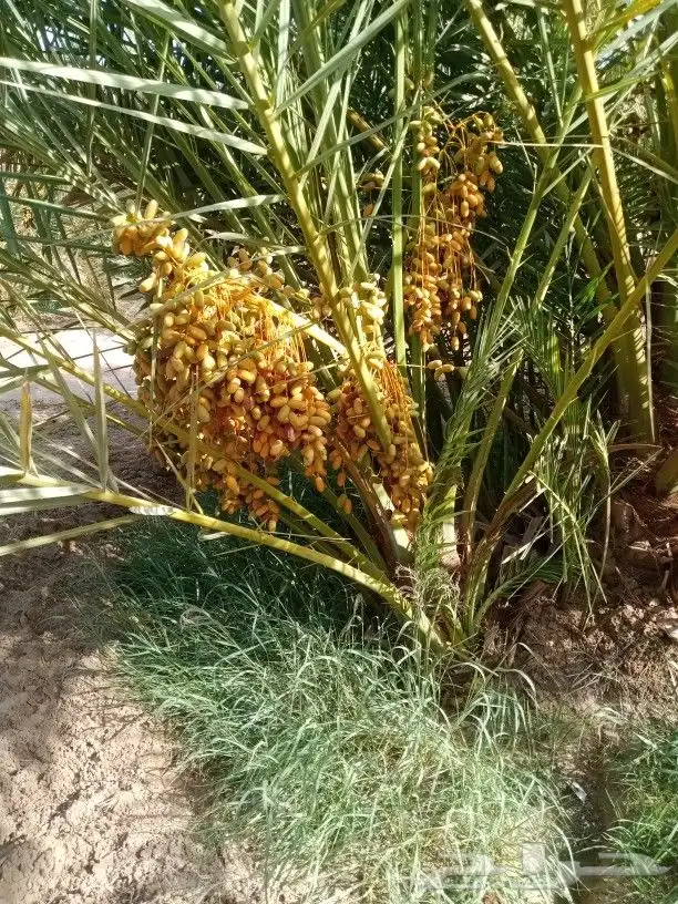 نخل مثمر للبيع 4