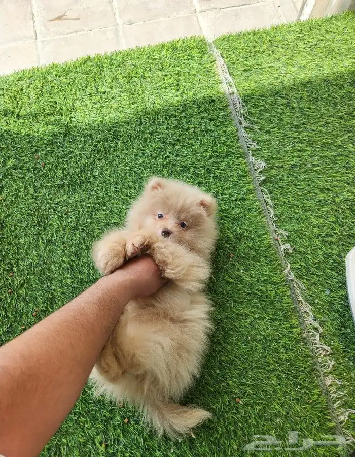 كلب بومرينيان بسعر مميز Pomeranian Puppy 1