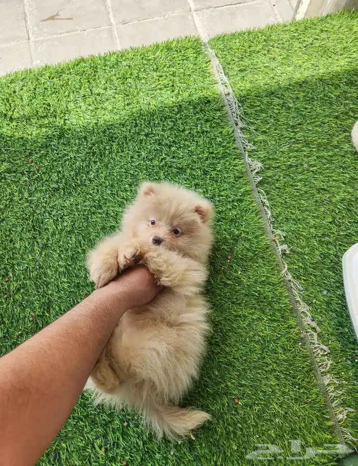 كلب بومرينيان بسعر مميز Pomeranian Puppy 3