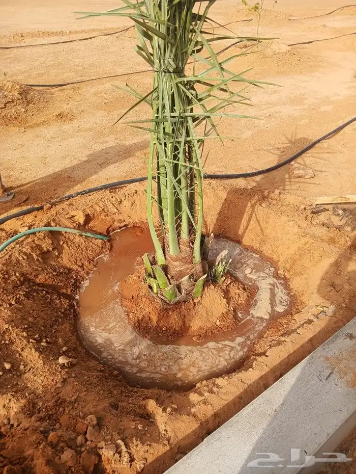 نخل مثمر للبيع ونخل واشنطونيا 2