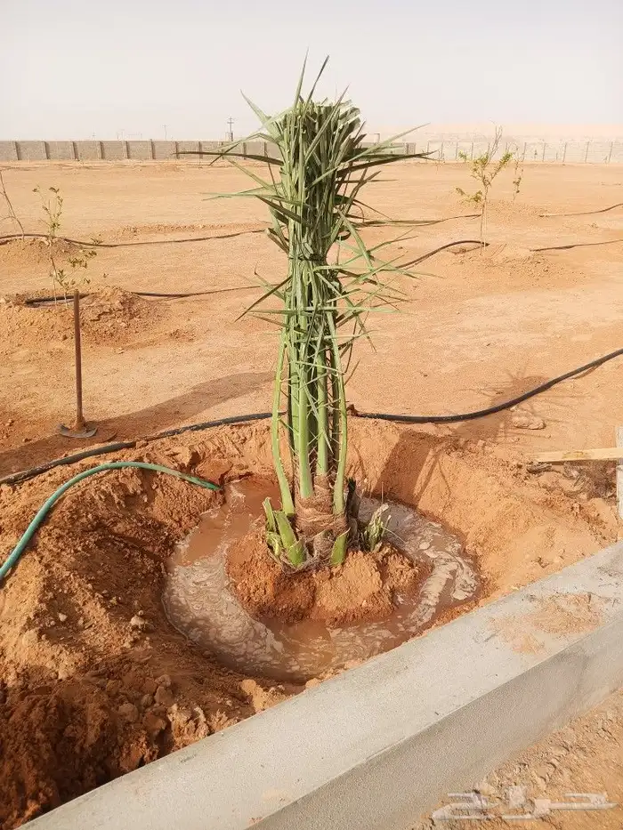 نخل مثمر للبيع ونخل واشنطونيا 3