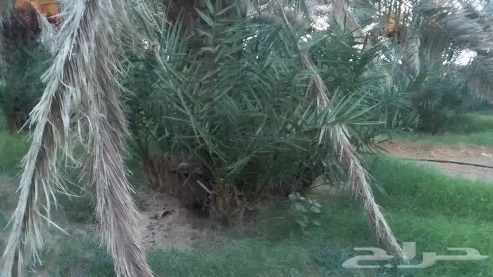 نخل بنات نخل. غرس. ...خلاص مقفزي سري وغيره.. الخرمه ... م 1