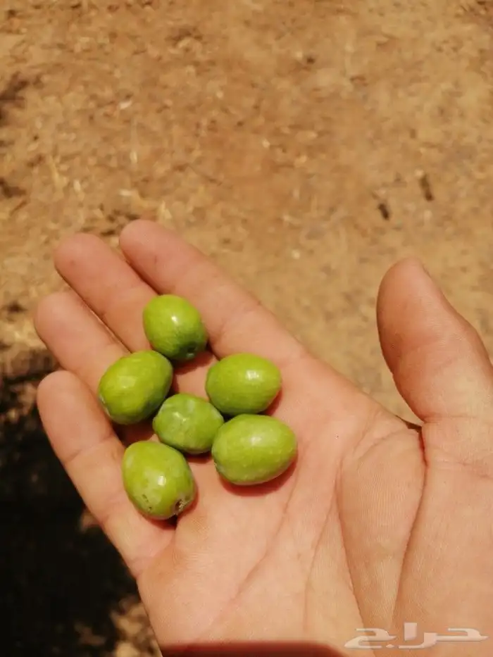 يوجد لدينا أنواع الشجرة والزيتون المعمر والمقصوصه النخيل عرب 1