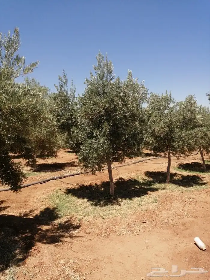 يوجد لدينا أنواع الشجرة والزيتون المعمر والمقصوصه النخيل عرب 8