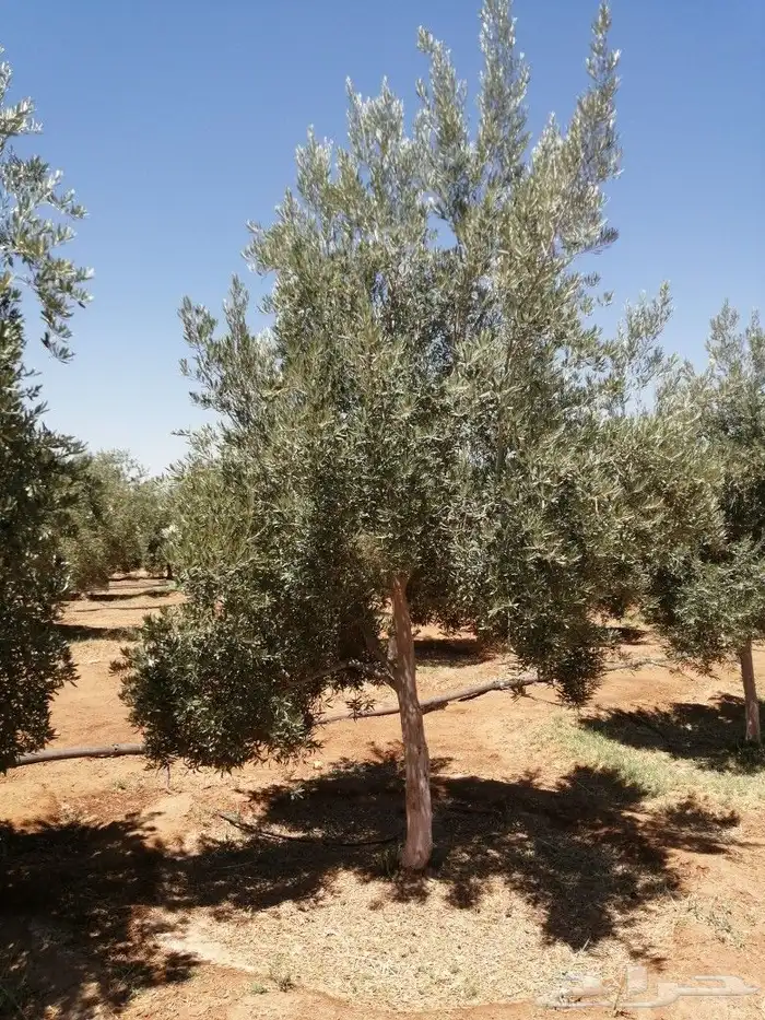 يوجد لدينا أنواع الشجرة والزيتون المعمر والمقصوصه النخيل عرب 9