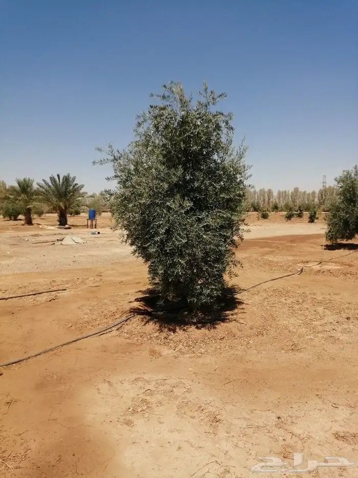 يوجد لدينا أنواع الشجرة والزيتون المعمر والمقصوصه النخيل عرب 4